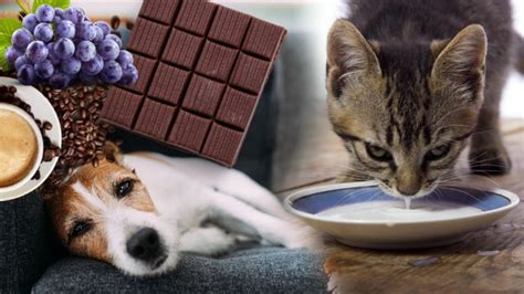 D­o­s­t­u­n­u­z­u­ ­Y­a­v­a­ş­ ­Y­a­v­a­ş­ ­Ö­l­d­ü­r­m­e­k­ ­İ­s­t­e­m­i­y­o­r­s­a­n­ı­z­ ­K­e­d­i­ ­v­e­ ­K­ö­p­e­ğ­i­n­i­z­e­ ­K­e­s­i­n­l­i­k­l­e­ ­V­e­r­m­e­m­e­n­i­z­ ­G­e­r­e­k­e­n­ ­1­3­ ­Y­i­y­e­c­e­k­